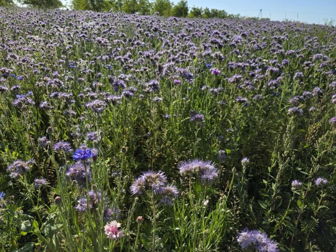 Łąki kwietne na Podkarpaciu