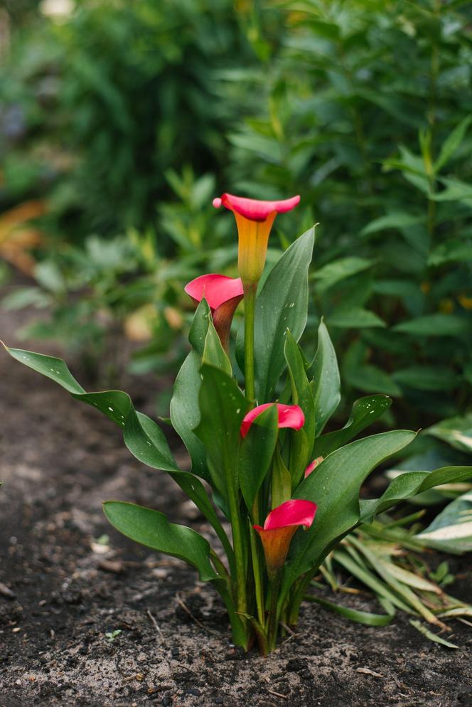 Cantedeskia - Zantedeschia