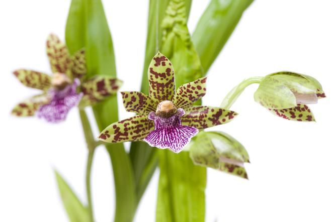 Zygopetalum - Zygopetalum 
