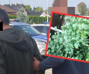 Posadził konopie w specjalnej altanie. Policjanci zaskoczyli go, gdy doglądał nielegalnej uprawy 