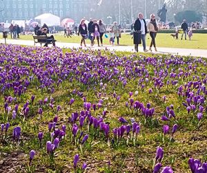 Krokusy na Jasnych Błoniach