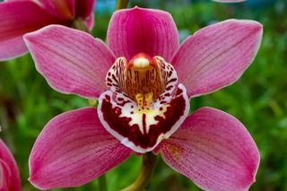 Rośliny, które przyciągają pieniądze