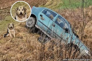 Pijany kierowca wpadł do rowu i zasnął. Pilnował go jego wierny przyjaciel