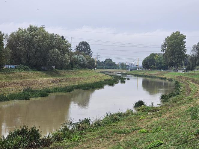 Wysoka woda na Wisłoku po ulewach