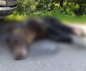 Śledztwo ws. postrzelenia niedźwiedzia. Martwe zwierzę znaleziono w Lipowcu 