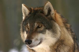 W Warszawie można spotkać wilki! Będą coraz częściej występowały w obrębie i w okolicy miasta