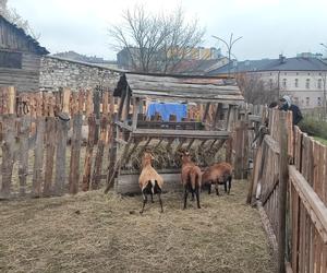 Zagajnik wielkanocny w Będzinie. Można go zobaczyć na Wzgórzu Zamkowym 