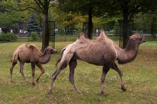 Fenomenalne ZOO Chorzów - cennik i atrakcje! Odkryjmy te zaskakujące miejsce razem!