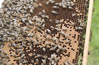 Jak wygląda praca pszczelarza? Dowiesz sie na imprezie w Ochli! 