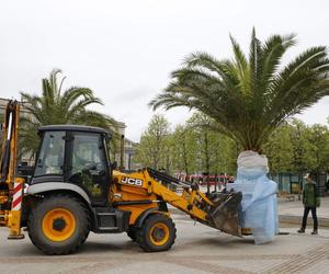 Palmy oficjalnie wróciły na katowicki Rynek. Witamy ponownie w Las Palmas de Katowice