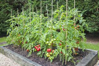Jak sadzić pomidory - jak gęsto? Jak głęboko? Co wsypać do dołka?