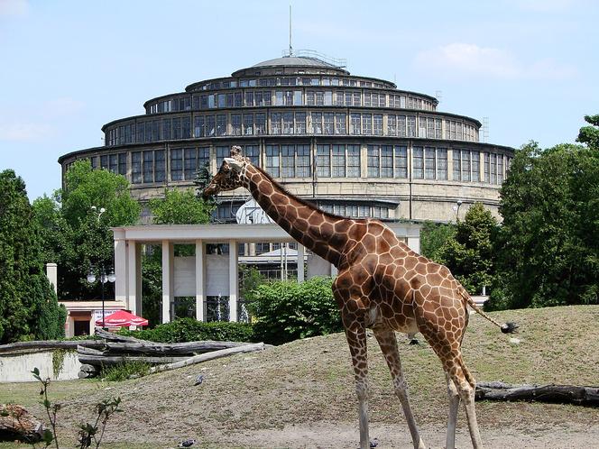 7 najlepszych ogrodów zoologicznych w Polsce. Przygotowaliśmy ranking!