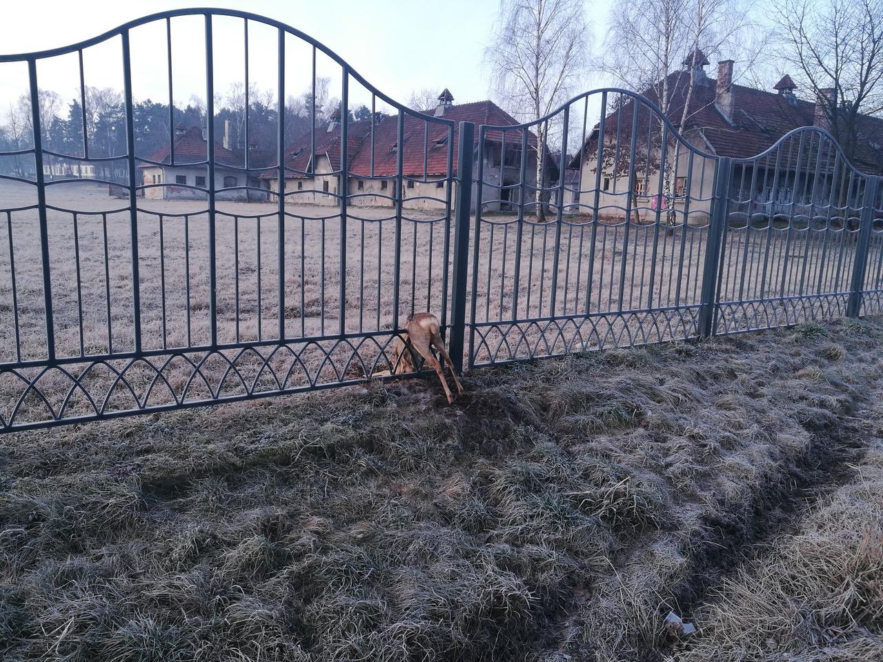 Wyjątkowa interwencja krakowskiego MPK. Inspektorzy uratowali zaklinowane zwierzę