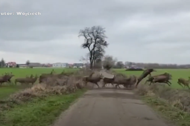 Ogromne stado jeleni przebiegło przez drogę pod Poznaniem