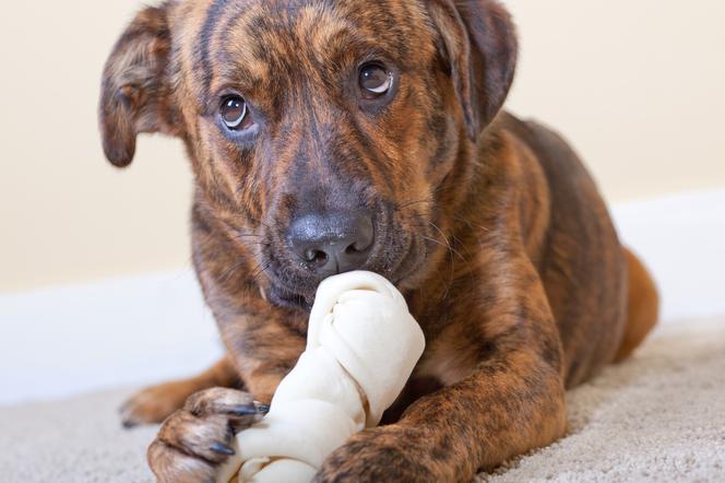 Gdy psa bolą stawy?