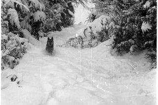 Tak wyglądała zima w Korbielowie 60 lat temu