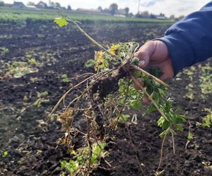 Rolnicy oszukani na nasionach