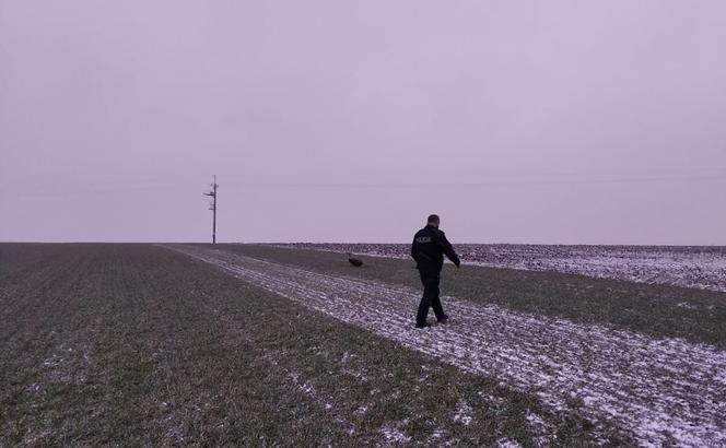 Akcja służb pod Piotrkowem Trybunalskim. Uratowano potężnego orła!