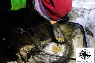 Raki marmurkowe w akwenach na Mokotowie