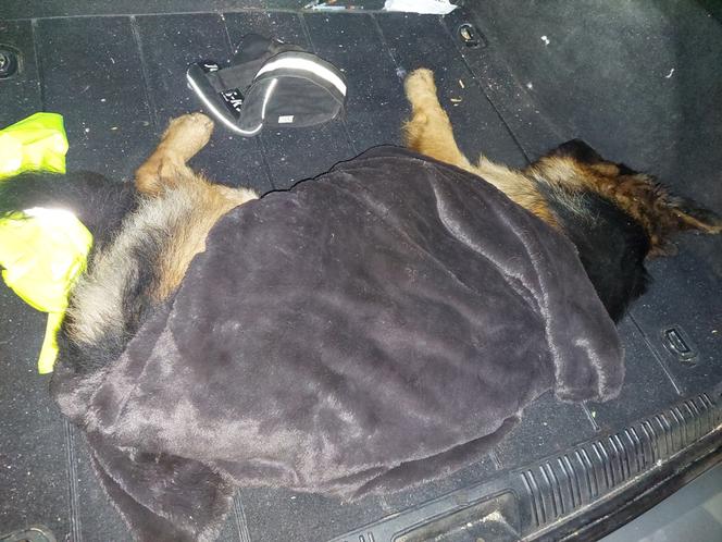 Kierowca zginął w wypadku, owczarek Aron konał kilka godzin
