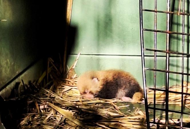 Cud narodzin w poznańskim zoo! Czekali na to ponad 20 lat