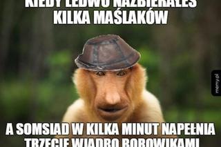 Grzybobranie 2023. Zobaczcie najlepsze memy o grzybiarzach! 