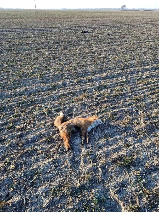 Martwy bielik znaleziony w woj. lubelskim. Wszystko wskazuje na to, że został otruty