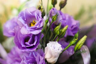 Eustoma