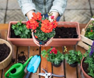 W marcu obetnij końcówki i podlej pelargonie tą odżywką. Balkon utonie w morzu kwiatów. Pielęgnacja pelargonia na wiosnę