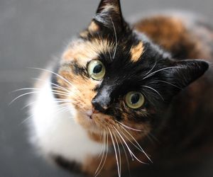 Sensacyjne doniesienia naukowców. Koty wierzą w duchy?