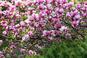 Magnolia - drzewo do ogrodu. Uprawa magnolii w ogrodzie:  wymagania, pielęgnacja, gatunki