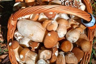 Grzyby wrzesień 2025