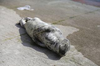 Na wybrzeżu Morza Kaspijskiego odnaleziono 1700 martwych fok