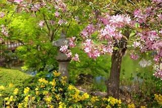 Wiosenny dzień w Ogrodzie Japońskim [ZDJĘCIE DNIA]