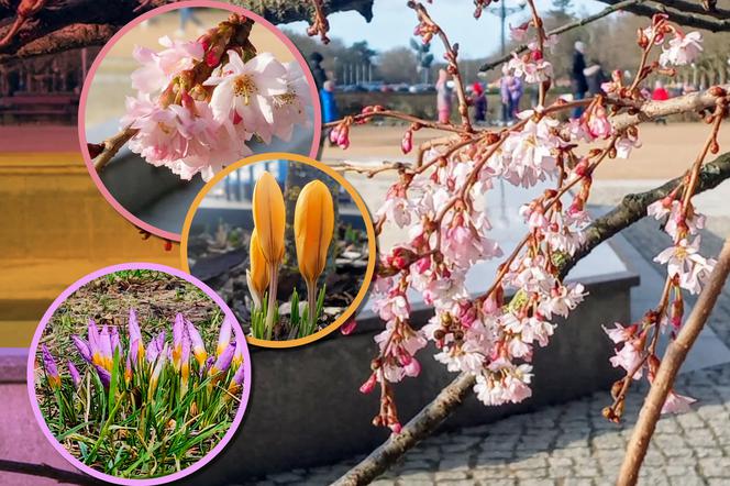 Uderzenie wiosny w Szczecinie. Nie tylko krokusy budzą się do życia