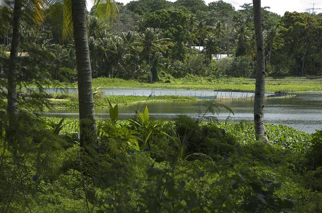 Nauru (wyspiarskie państwo w zachodniej części Pacyfiku - Mikronezji)