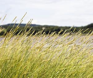 Maksymalne stężenie pyłków traw w powietrzu! Jak walczyć z objawami alergii?