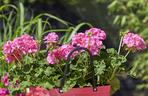 Pelargonie
