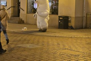 Biały Miś na toruńskiej starówce