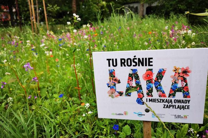 Łaka kwietna przy Szkole podstawowej nr 46 w Lublinie