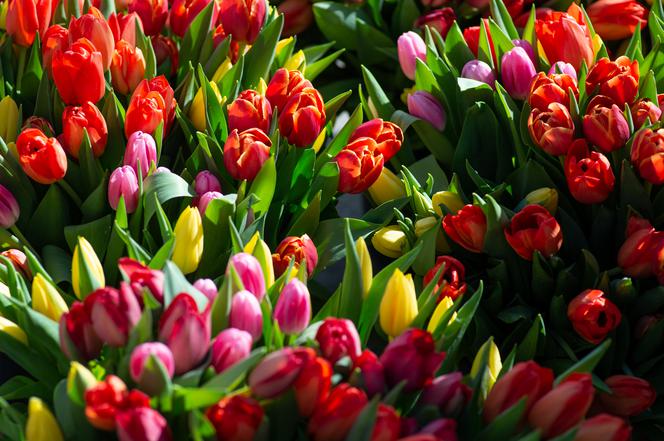 Tysiące krakowianek obdarowanych tulipanami na rondzie Mogilskim [ZDJĘCIA]