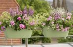 Pelargonie na balkonie