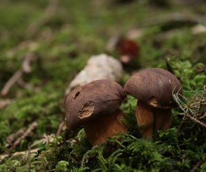 Najlepsze miejsca na zbiory grzybów Śląskiem