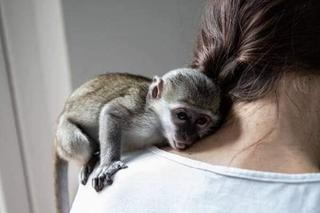 Antek psoci w lecznicy 