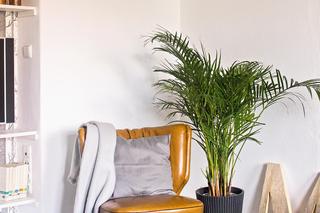 Małe mieszkanie w kamienicy