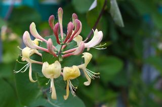 Wiciokrzew przewiercień