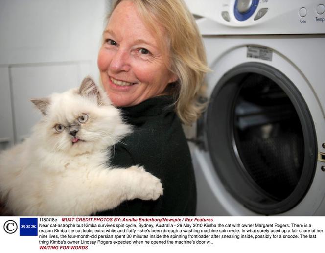 Kot wyprany w pralce