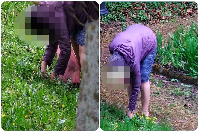 Amatorki kwiatów w Połczynie-Zdroju. Słono za to zapłaciły