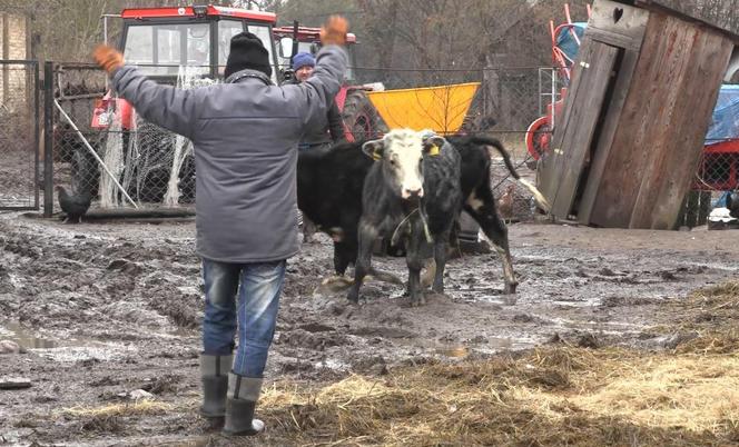 Rolnicy. Podlasie. Gorąco w Plutyczach. Gienek i Sławek próbowali zagonić cielaki do obory