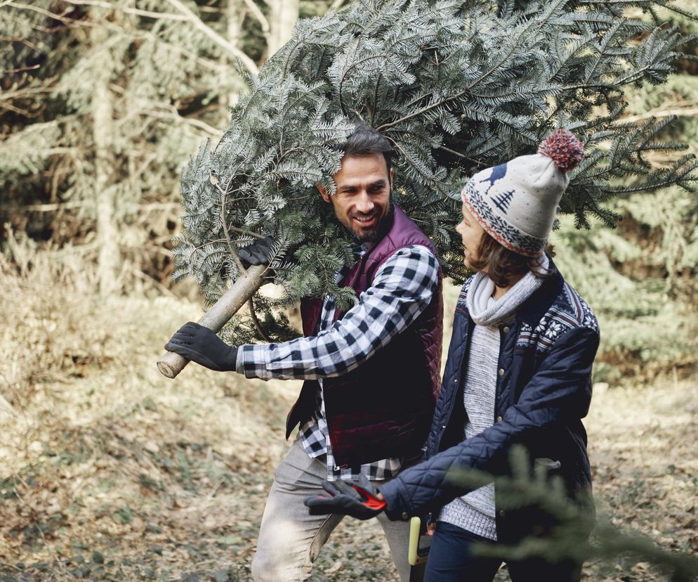 Kupujesz choinkę na święta? Uważaj na kleszcze i inne owady